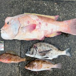 笠岡での大物狙い