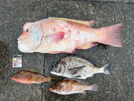 笠岡での大物狙い