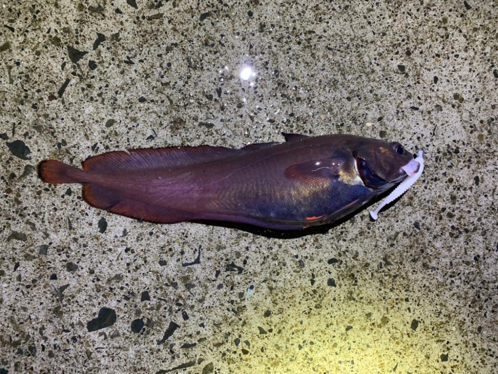 居付きのクロソイ！