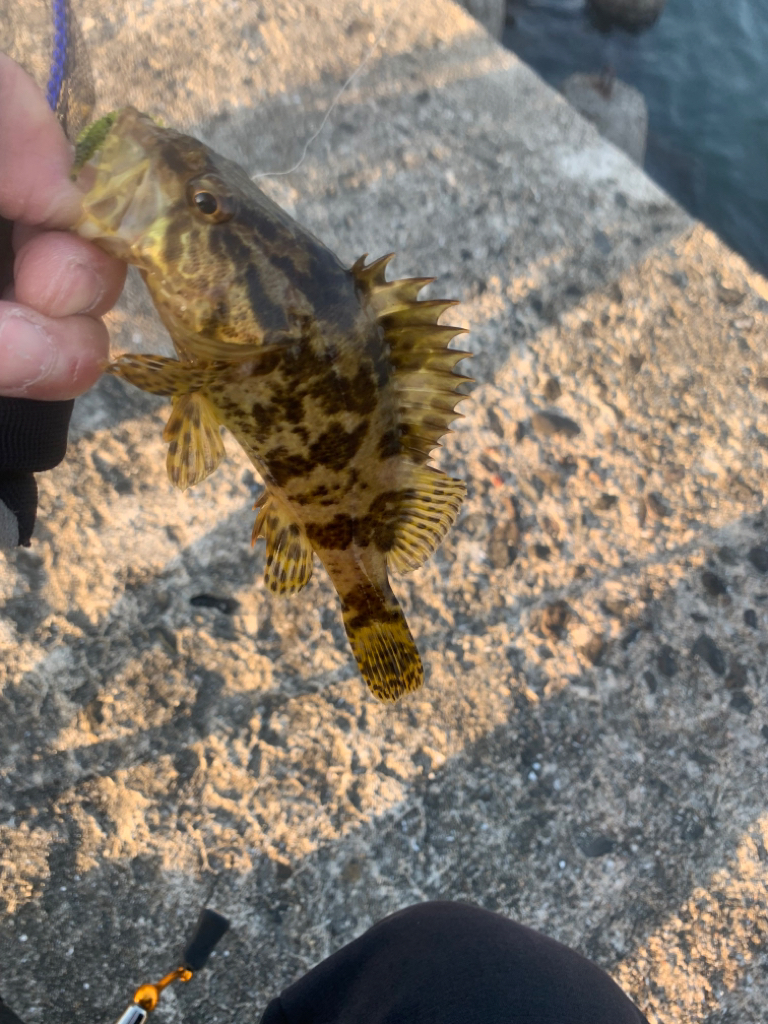 何が釣れるか・・・