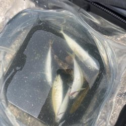 どちゃ濁りでも魚はいた！