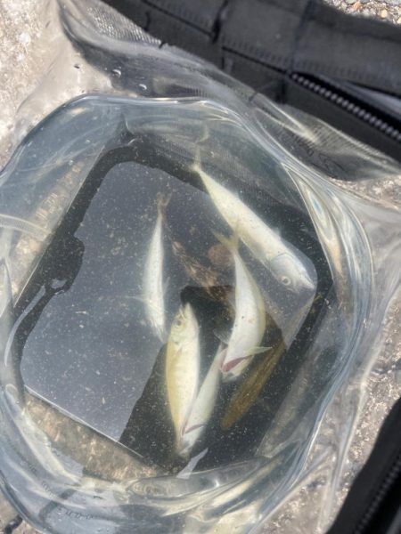 どちゃ濁りでも魚はいた！