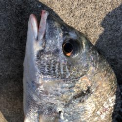 短時間エビ撒き釣り