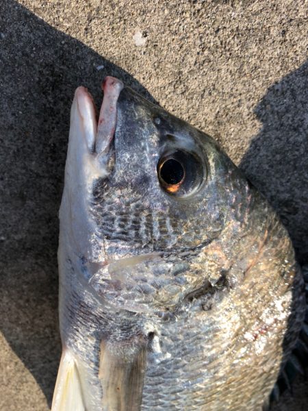 短時間エビ撒き釣り