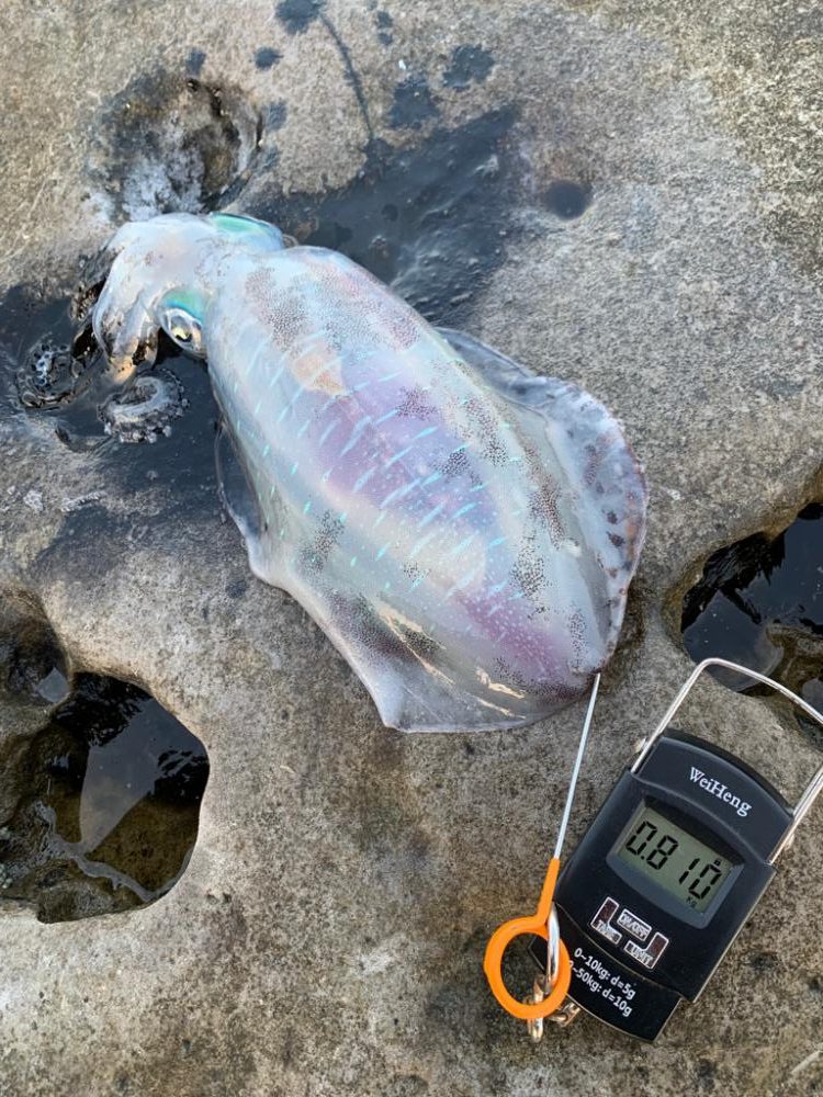 春イカですが⁉️