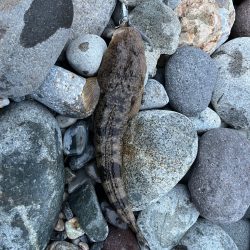 またもシーバスはお留守