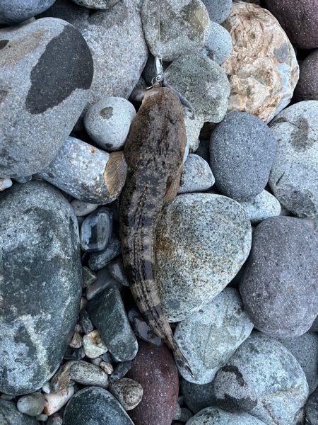 またもシーバスはお留守