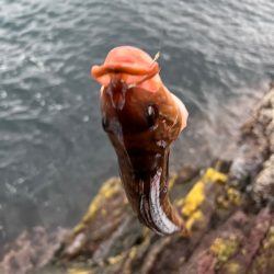 男鹿市戸賀寄島