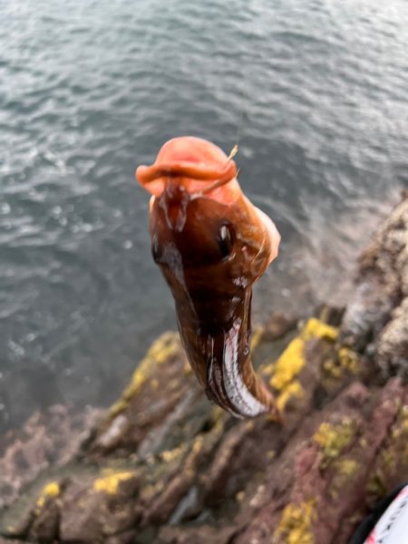 男鹿市戸賀寄島
