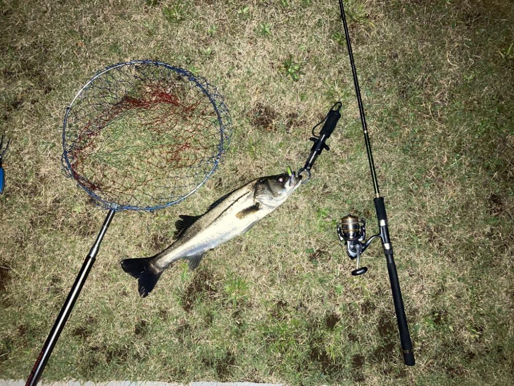 港湾バチハイシーズン