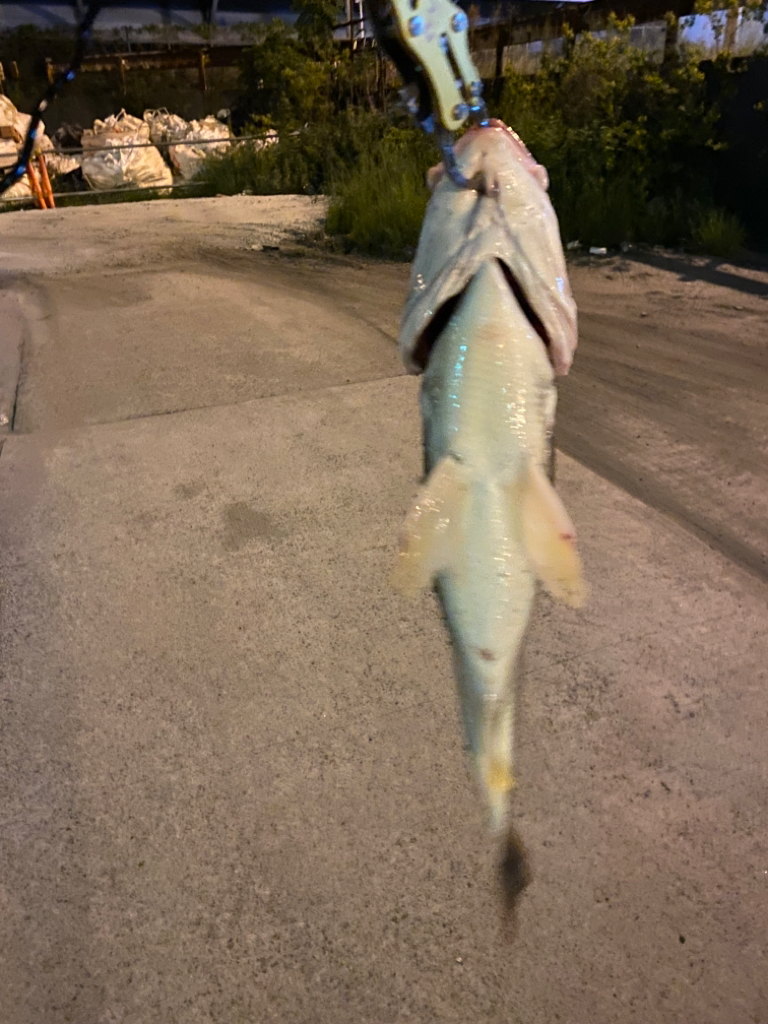 ヘチってきました