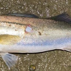 大雨後のルアーフィッシング