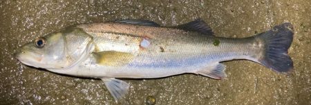 大雨後のルアーフィッシング