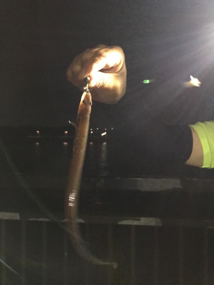 貝塚人工島水路でアナゴ