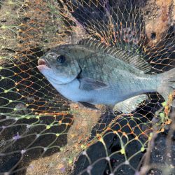 今年不調と噂の…