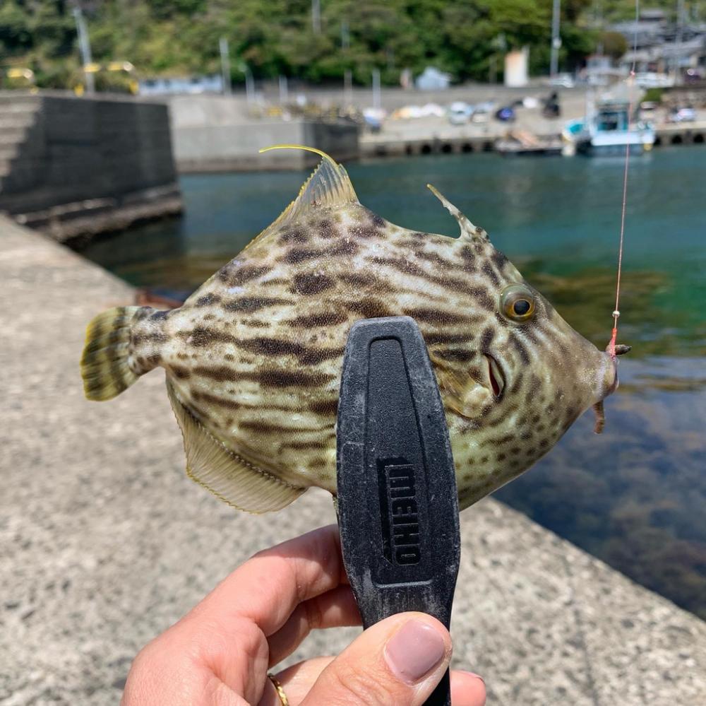 キス時々カワハギ