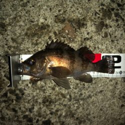 雨中メバリング⁉࿠…