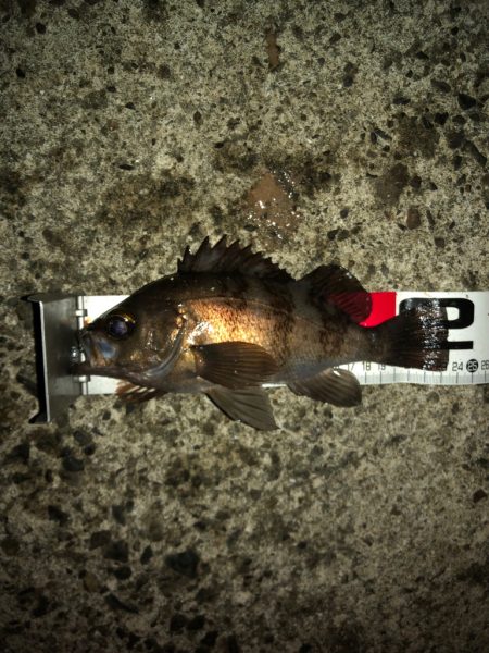 雨中メバリング⁉࿠…