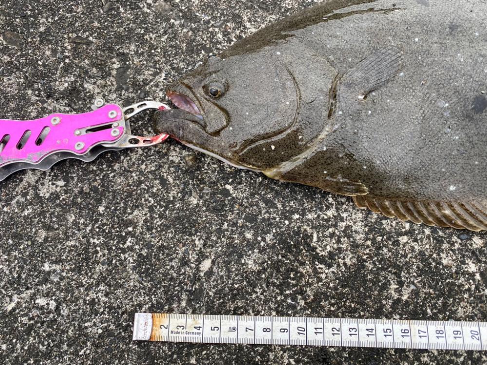 カマスにルアーを合わせてみたら連発！