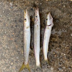 カマスとコウイカ