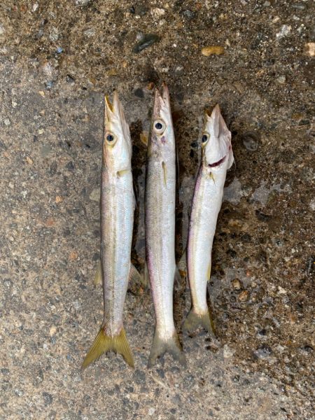 カマスとコウイカ