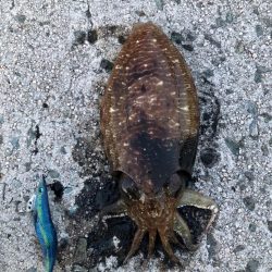 仕事帰りのエギング！