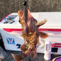 ジギング空振り→癒しのガッシー