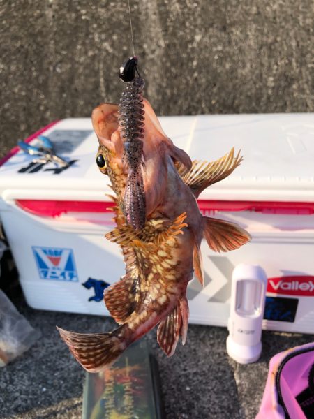 ジギング空振り→癒しのガッシー