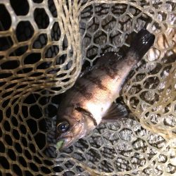 プラグでも、ワームでも