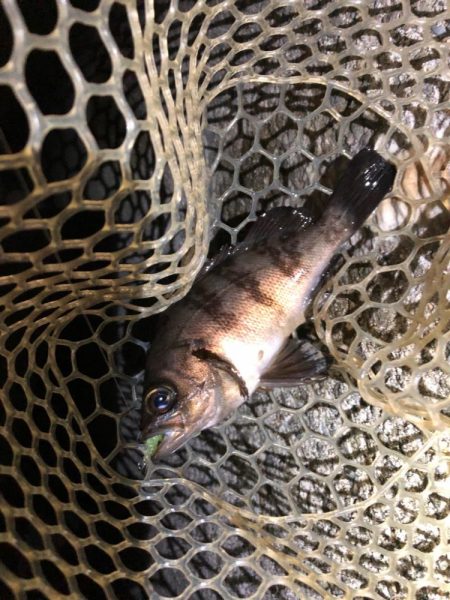 プラグでも、ワームでも