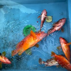 ガチンコロックフィッシュ