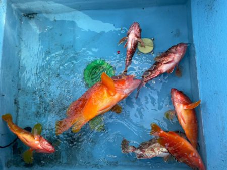 ガチンコロックフィッシュ