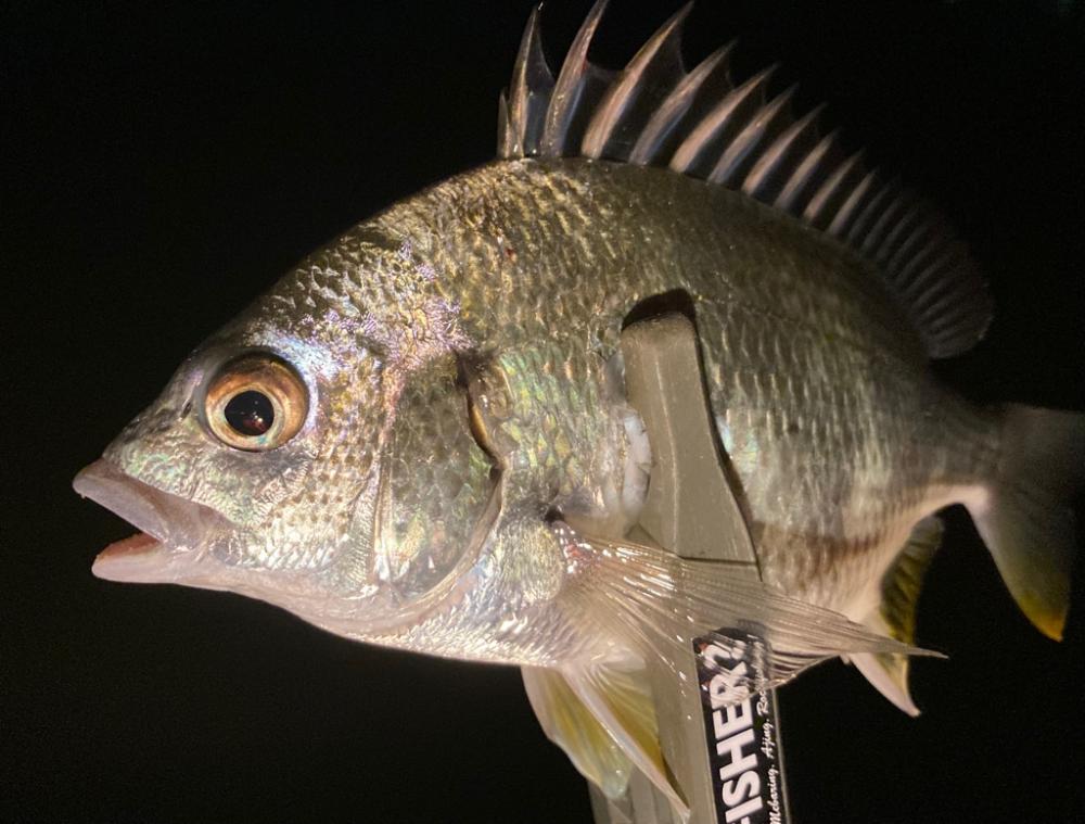 アジは何処へ行った (-。-;