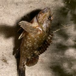 ガジラってきました