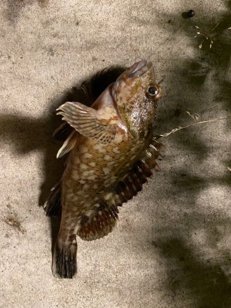 ガジラってきました