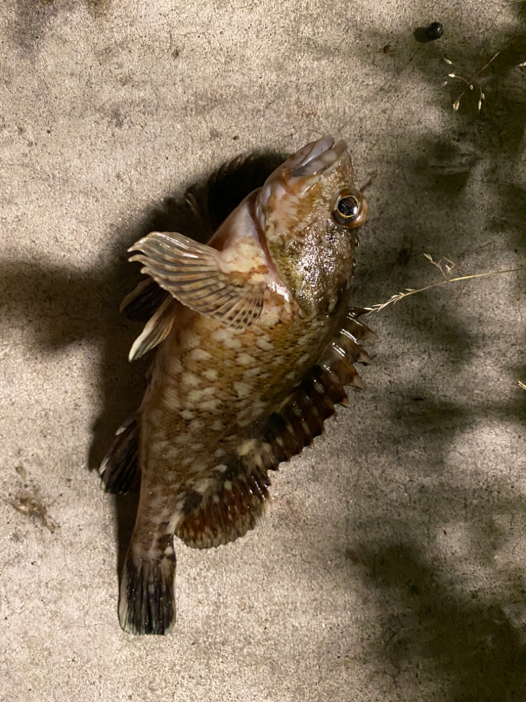 ガジラってきました