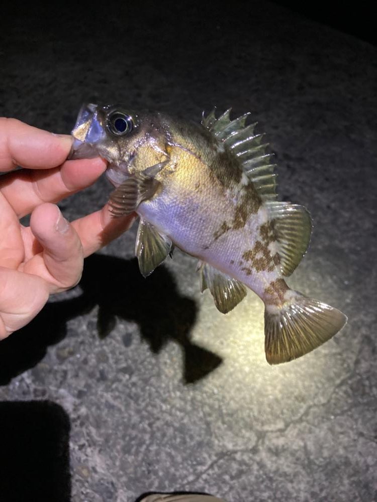 メバル連発しました