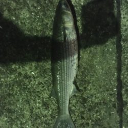 バチ抜けチヌとボラ