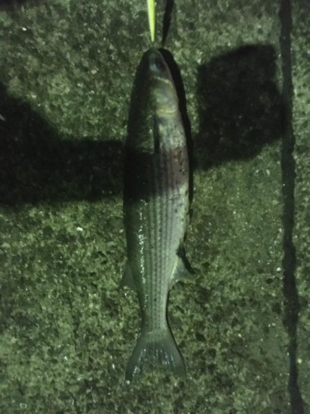 バチ抜けチヌとボラ