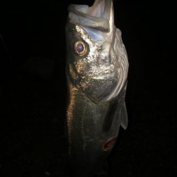 前に釣った魚と再会!?