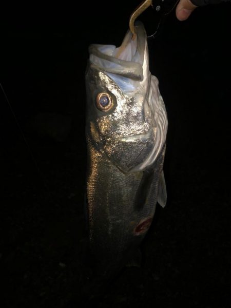 前に釣った魚と再会!?