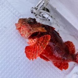 ゴールデン五目便