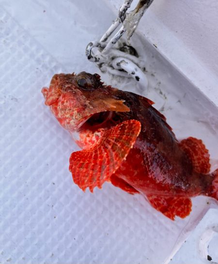 ゴールデン五目便