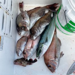 明石でタイラバ