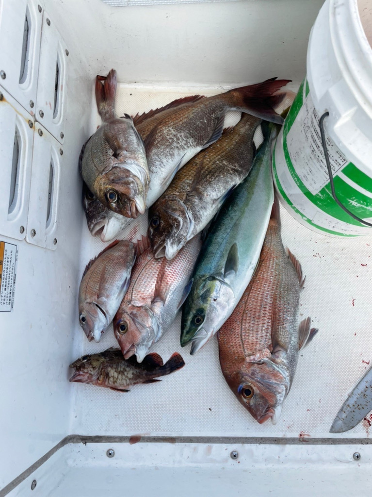 明石でタイラバ