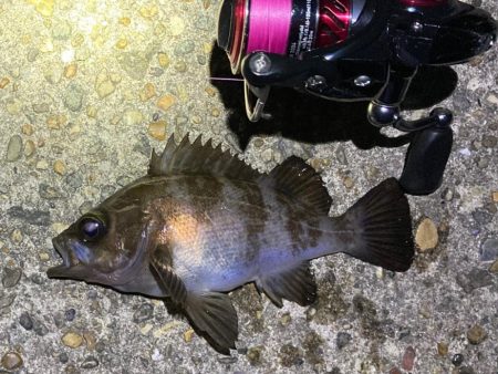 好調続く明石のメバル