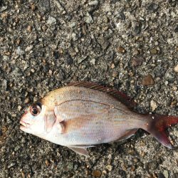 平磯海釣り公園