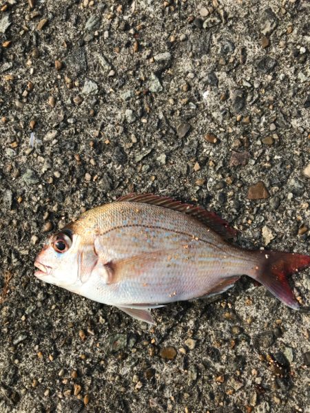 平磯海釣り公園