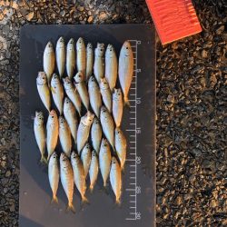 朝マズメの豆アジ！