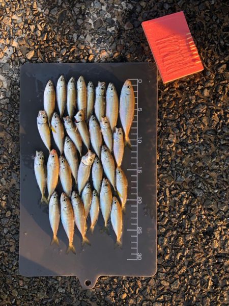 朝マズメの豆アジ！